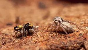 Dimorphism: Peacock jumping spider (Maratus purcellae) from