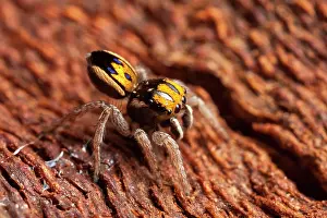 Peacok: Peacock jumping spider (Maratus purcellae) from