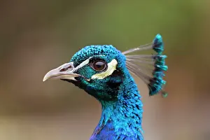 Peahen: Peacock - male