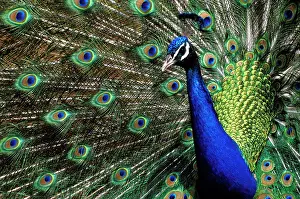 Peacocks: Peacock male in courtship display, closeup