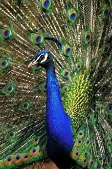 Peacocks: Peacock male in courtship display, closeup