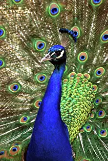 Peafowls: Peacock - male displaying