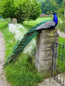 Peacocks: Peacock - male sitting on gate post