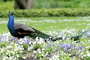 Pansies: Peacock - male standing in bed of pansies - in park
