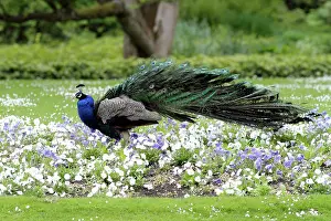 Pansies: Peacock - male standing in bed of pansies - shaking