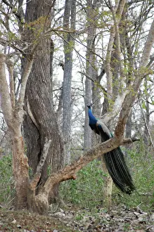 Peacocks: Peacock - Male in woods
