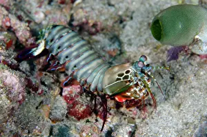 Peacock: Peacock Mantis - Crystal Bay dive site, Padang Bai