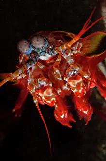 Smashing: Peacock Mantis - Emerald dive site, Seraya, Karangasem