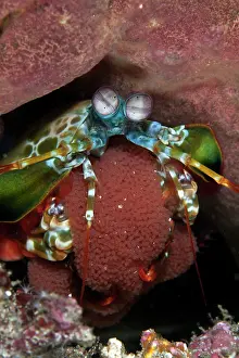 Shellfishes: Peacock Mantis Shrimp with eggs