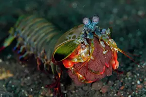 Peacock: Peacock Mantis Shrimp with eggs