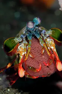 Peacock: Peacock Mantis Shrimp with eggs