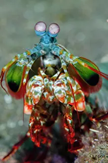 Smashing: Peacock Mantis Shrimp -Melasti dive site, Seraya