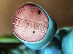 Shrimps: Peacock mantis shrimp (Odontodactylus scyllarus)