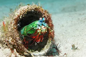 Hidden: Peacock Mantis Shrimp (Odontodactylus scyllarus)