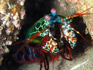 Peacock: Peacock mantis shrimp (Odontodactylus scyllarus)