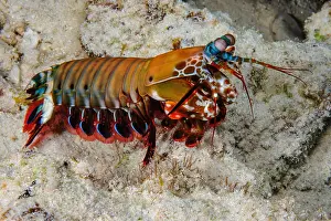 Peacock: Peacock mantis shrimp (Odontodactylus scyllarus)