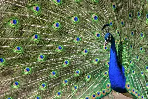 Peacock: Peacock (Pavo cristatus), captive