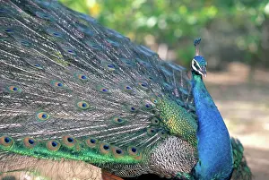 Pavo: Peacock (Pavo cristatus) displaying
