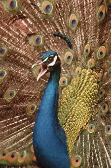 Pavo: Peacock (Pavo cristatus) displaying