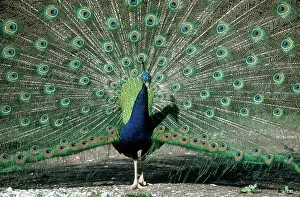 Pavo: Peacock (Pavo cristatus) displaying