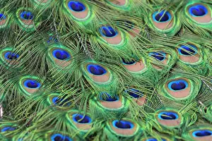 Peacock: Peacock (Pavo cristatus), feathers, captive