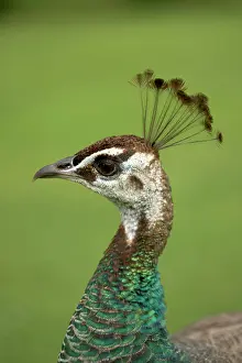 Peacocks: Peacock / Peafowl - Head of female / Peahen