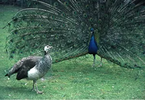 Peacock: PEACOCK / PEAFOWL - male
