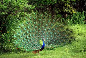 Paro: Peacock / Peafowl - male displaying
