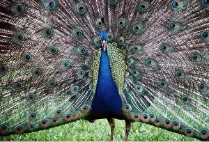 Rings: PEACOCK / PEAFOWL - male, displaying