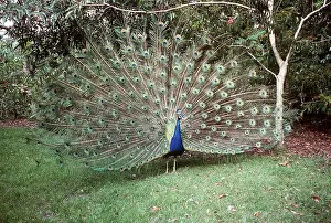 Circles: PEACOCK / PEAFOWL - male, displaying