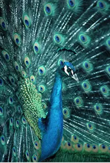 Peacock: PEACOCK / PEAFOWL - male displaying
