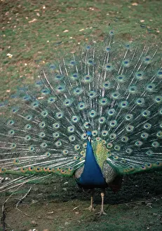 Peacock: PEACOCK / PEAFOWL - male displaying feathers