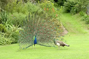 Peacocks: Peacock / Peafowl - Male displaying to female / Peahen