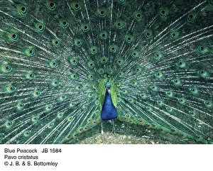 Peacocks: PEACOCK / PEAFOWL - male, displaying tail