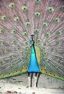 Dancing: PEACOCK / PEAFOWL - male, displaying tail