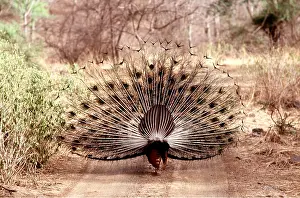 Dancing: PEACOCK / PEAFOWL - male, displaying on track