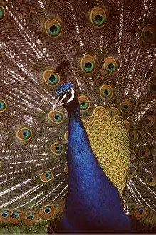 Chris Knights: PEACOCK / PEAFOWL - male, face and feathers