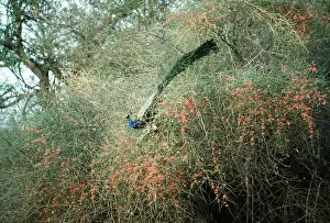 Joanna Van Gruisen: PEACOCK / PEAFOWL - male feeding