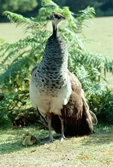 Peahen: PEACOCK / PEAFOWL - Peahen with chick