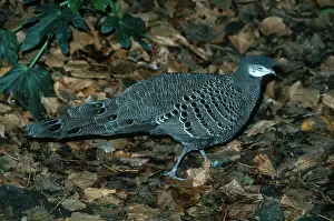 Polyplectron: Peacock Pheasant