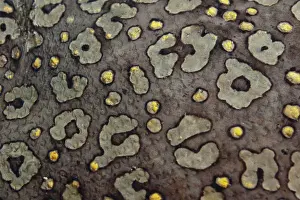 Bronsel: Peacock Sole detail of juvenile