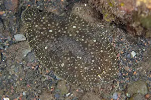 161018: Peacock Sole - on sand - Melasti dive site, Seraya