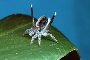 Auscape International: Peacock spider - male courting female