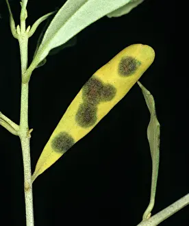 Olea: Peacock spot (Spiloceae oleaginea)