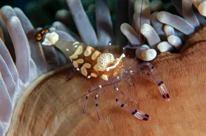 Peacock: Peacock-tail Anemone Shrimp