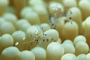 Peacock: Peacock-tail Anemone Shrimp - on anemone