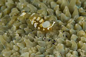 Timor: Peacock-tail Anemone Shrimp - on Anemone - Dili
