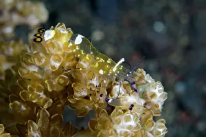 Peacock: Peacock-tail Anemone Shrimp - Melasti dive site