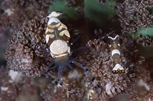 Peacock: Peacock-tail Anemone Shrimp - pair on Anemone during