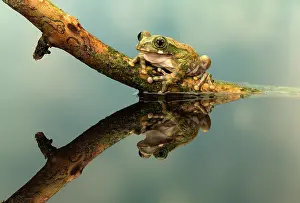 Leptopelis: Peacock Tree Frog with reflection